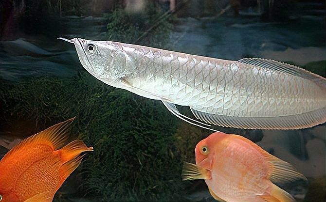 銀龍魚苗水溫多少合適喂食呢視頻 銀龍魚苗水溫多少合適喂食呢視頻 龍魚百科 第2張