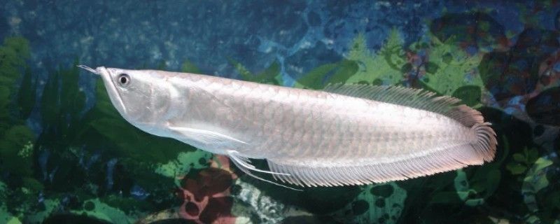 銀龍魚苗水溫多少合適喂食呢視頻 銀龍魚苗水溫多少合適喂食呢視頻 龍魚百科 第1張