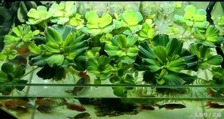個人轉讓金龍魚產品：個人轉讓金龍魚，市場現狀、注意事項與交易指南