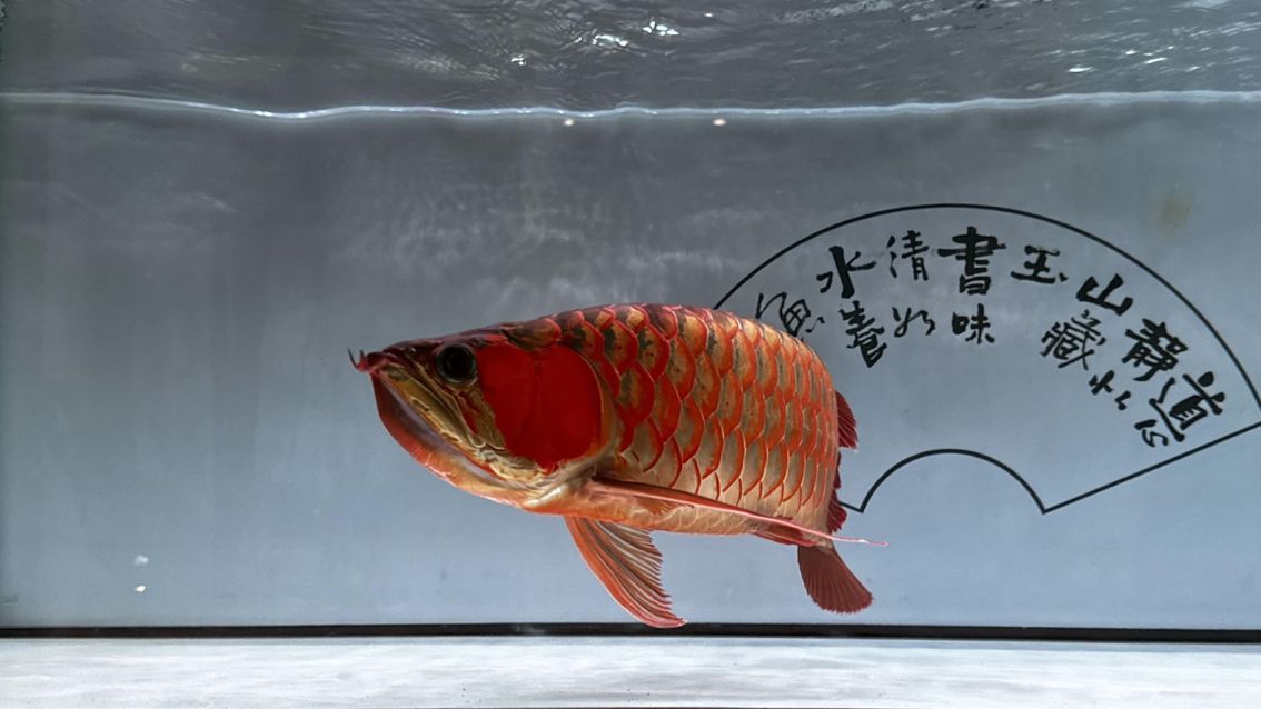 龍魚微信名：帶有龍和魚元素的微信名字，