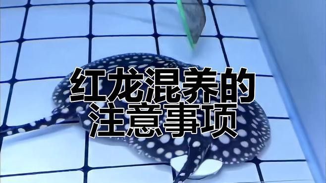 紅龍魚混養有哪些注意事項？