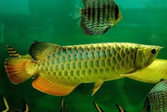 龍魚混養為什么一關燈就打架了：揭秘龍魚混養一關燈就打架之謎