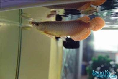 紅龍魚的燈光使用：紅龍魚燈光使用技巧