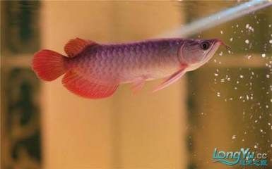紅龍魚的燈光使用：紅龍魚燈光使用技巧