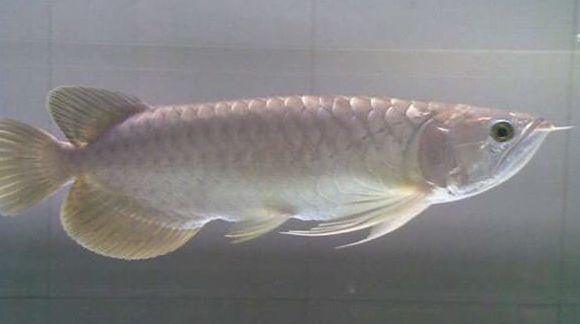 龍魚鱗片透明（龍魚鱗片透明可能是由多種因素引起的） 龍魚鱗片透明（龍魚鱗片透明可能是由多種因素引起的） 龍魚百科 第3張