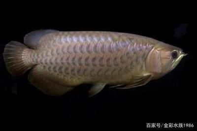 龍魚鱗片透明（龍魚鱗片透明可能是由多種因素引起的） 龍魚鱗片透明（龍魚鱗片透明可能是由多種因素引起的） 龍魚百科 第2張
