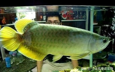 龍魚鱗片透明（龍魚鱗片透明可能是由多種因素引起的） 龍魚鱗片透明（龍魚鱗片透明可能是由多種因素引起的） 龍魚百科 第5張