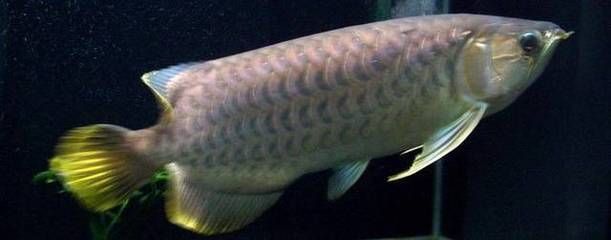 龍魚鱗片透明（龍魚鱗片透明可能是由多種因素引起的） 龍魚鱗片透明（龍魚鱗片透明可能是由多種因素引起的） 龍魚百科 第4張