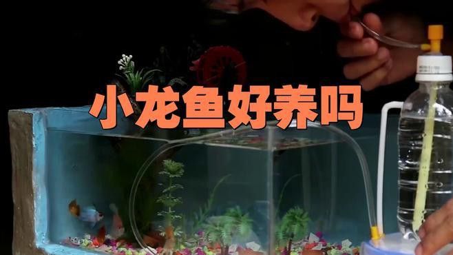 龍魚魚苗的養殖難度大嗎？