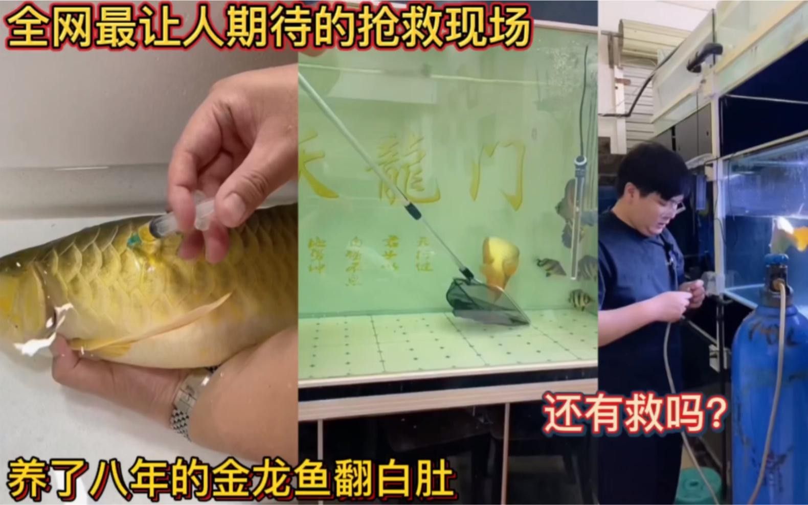 金龍魚受傷后如何急救？