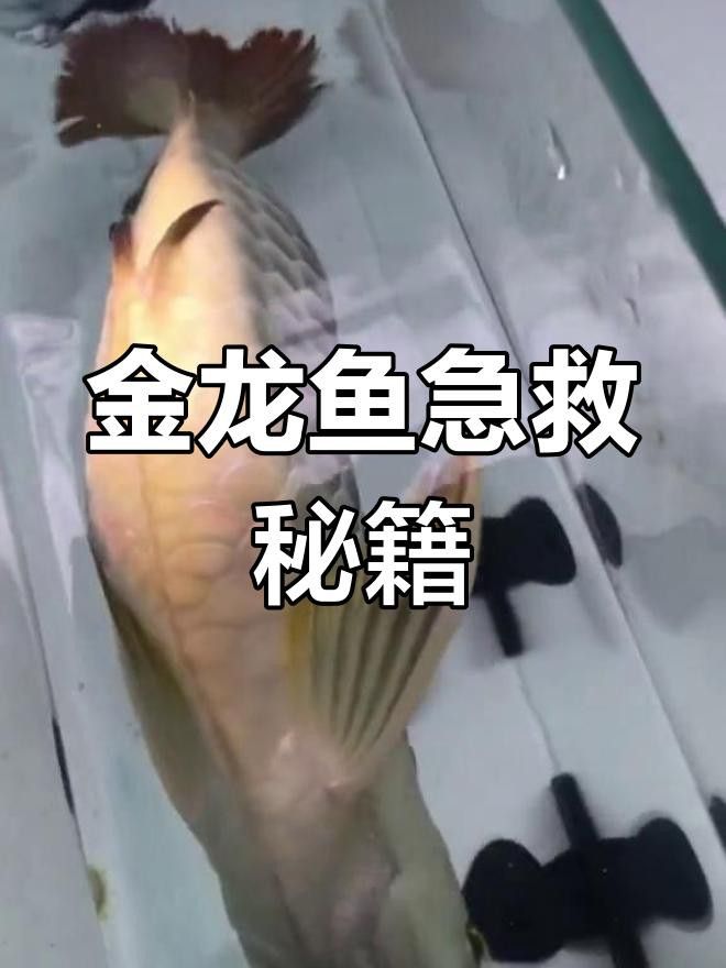 金龍魚受傷后如何急救？