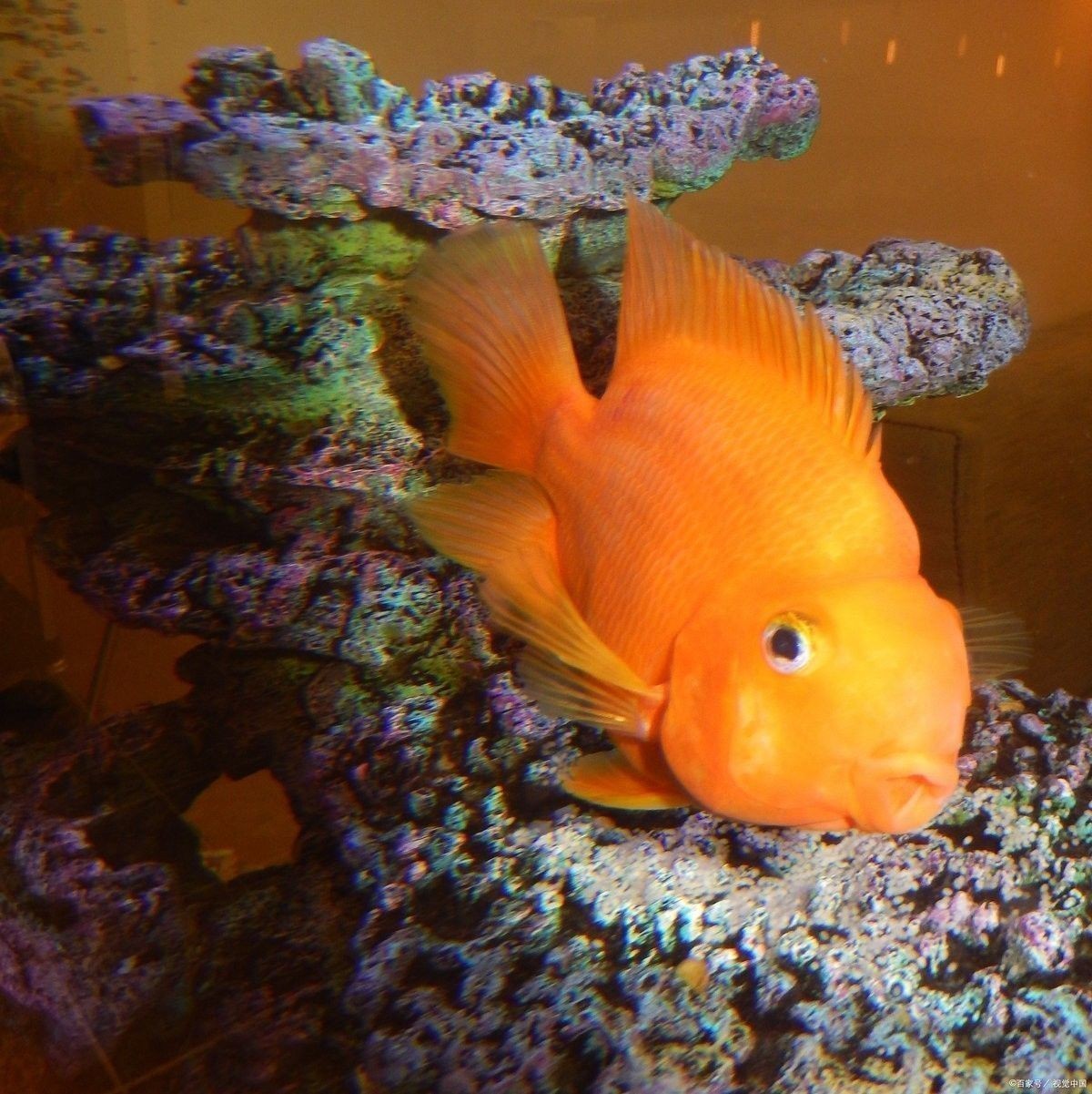 龍魚,鸚鵡魚適合多少水溫過冬