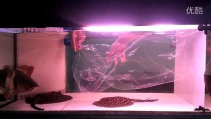 龍魚在缸里可以繁殖嗎：龍魚在缸里能繁殖嗎