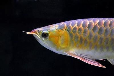 金龍魚吃多少算飽：金龍魚一天喂多少量