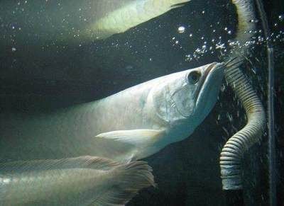 金龍魚吃多少算飽：金龍魚一天喂多少量