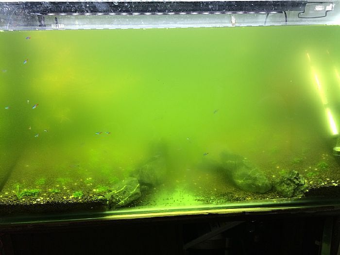 魚缸除綠藻用什么魚（如何養護魚缸防止綠藻滋生）