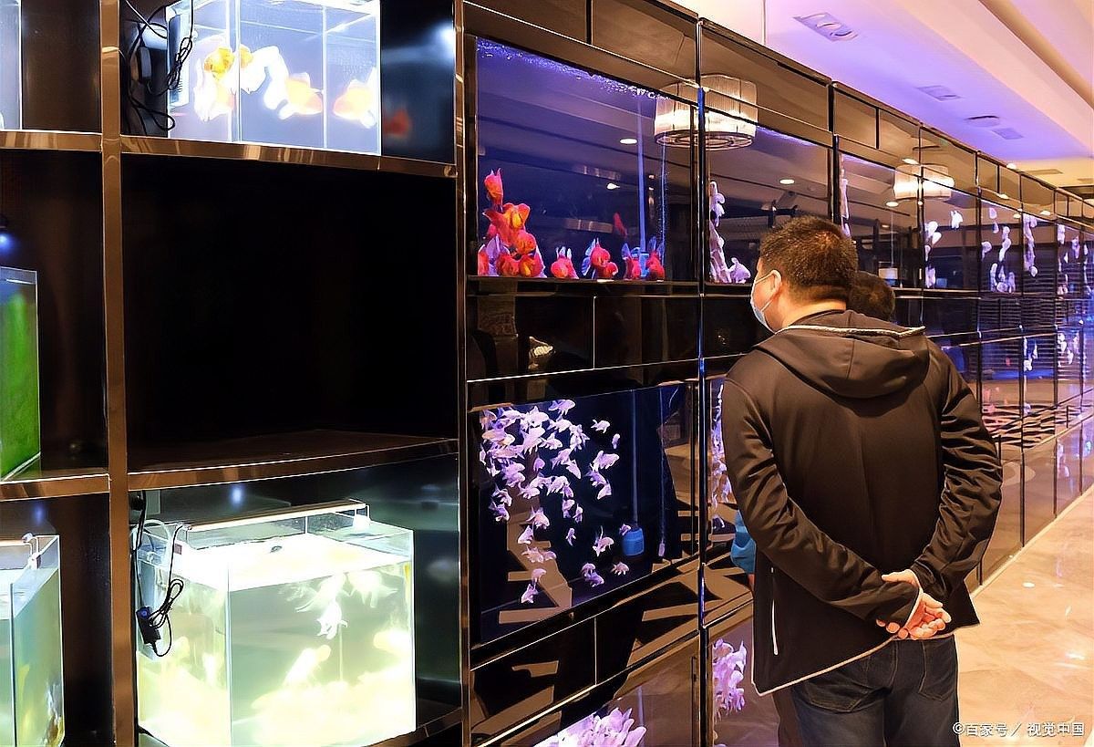 銀龍魚燈光照多了是不是會變黑色