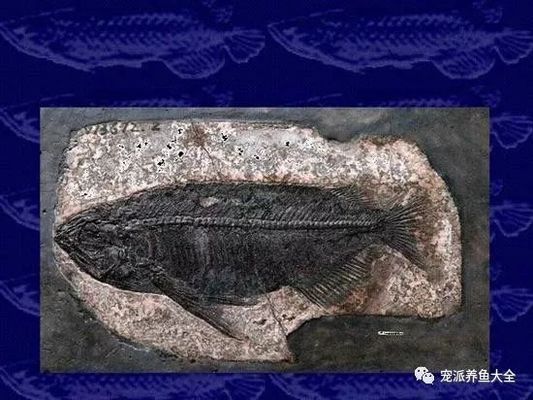 金龍魚的學名:金龍魚的學名是scleropagesformosus 龍魚百科 第4張 金龍魚的學名:金龍魚的學名是scleropagesformosus 金龍魚的學名:金龍魚的學名是scleropagesformosus 龍魚百科 第4張