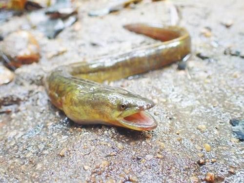 海南過山龍魚圖片高清大圖 海南過山龍魚圖片高清大圖 龍魚百科 第2張