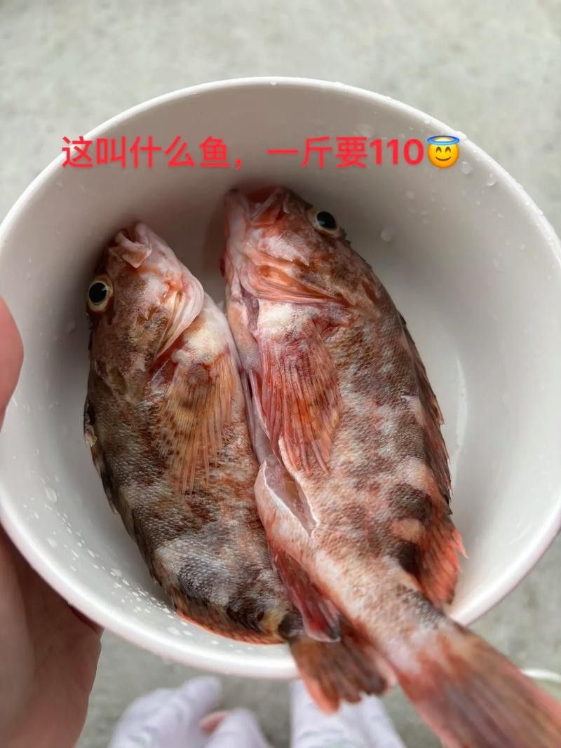 海南過山龍魚圖片高清大圖 海南過山龍魚圖片高清大圖 龍魚百科 第3張