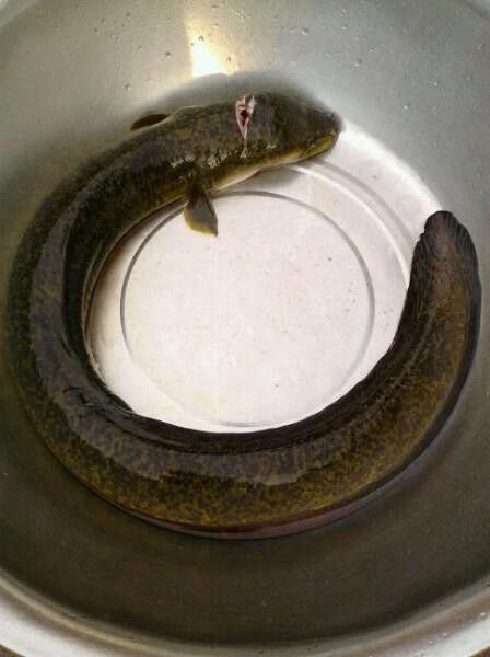 海南過山龍魚圖片高清大圖 海南過山龍魚圖片高清大圖 龍魚百科 第6張