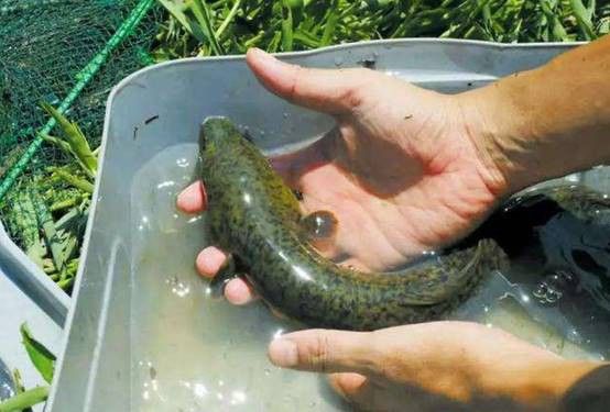 海南過山龍魚圖片高清大圖 海南過山龍魚圖片高清大圖 龍魚百科 第7張