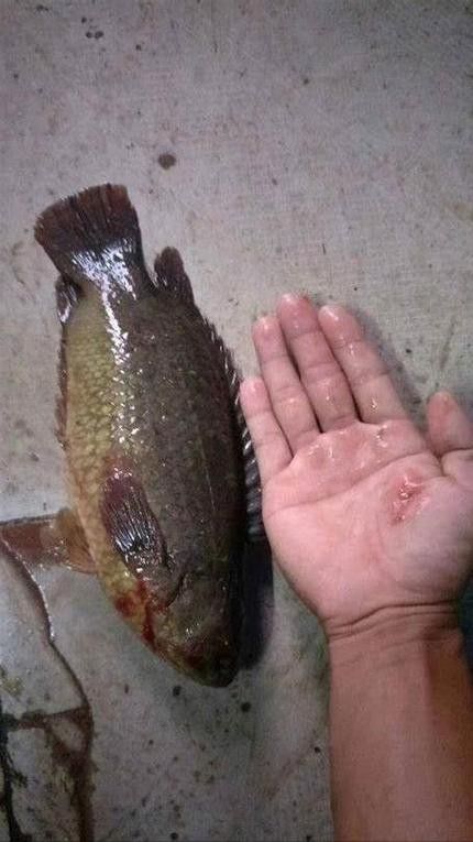 海南過山龍魚圖片高清大圖 海南過山龍魚圖片高清大圖 龍魚百科 第10張