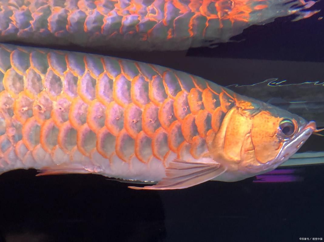 海南過山龍魚圖片高清大圖 海南過山龍魚圖片高清大圖 龍魚百科 第13張