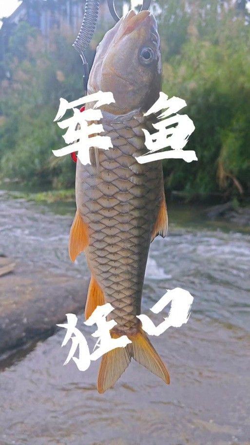 海南過山龍魚圖片高清大圖 海南過山龍魚圖片高清大圖 龍魚百科 第17張