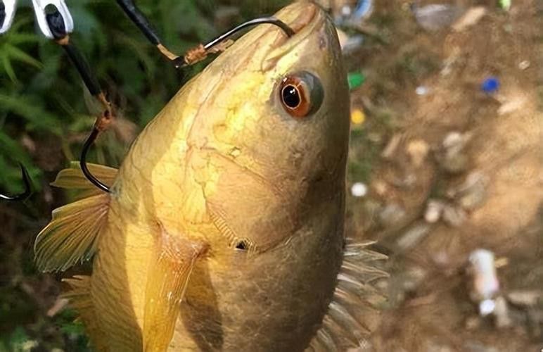 海南過山龍魚圖片高清大圖 海南過山龍魚圖片高清大圖 龍魚百科 第14張