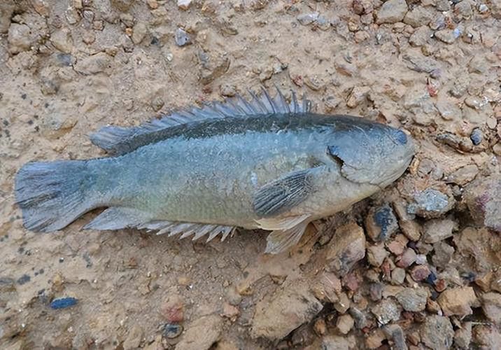海南過山龍魚圖片高清大圖 海南過山龍魚圖片高清大圖 龍魚百科 第18張