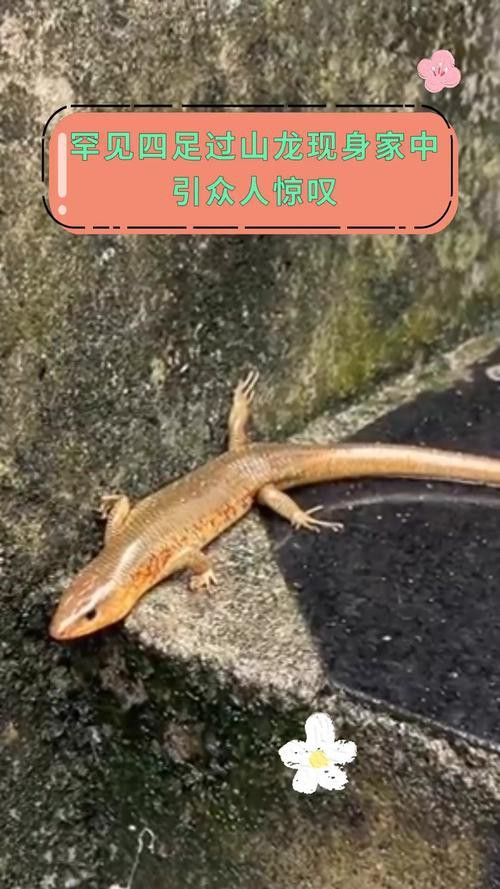 海南過山龍魚圖片高清大圖 海南過山龍魚圖片高清大圖 龍魚百科 第19張