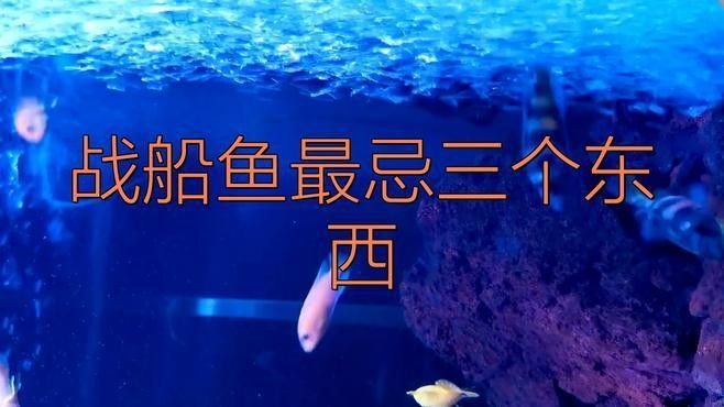 龍魚和戰(zhàn)船哪個(gè)好養(yǎng)活 龍魚和戰(zhàn)船哪個(gè)好養(yǎng)活 龍魚百科 第3張