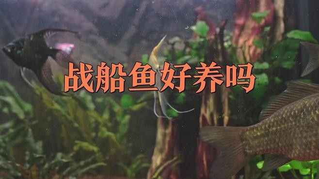 龍魚和戰(zhàn)船哪個(gè)好養(yǎng)活 龍魚和戰(zhàn)船哪個(gè)好養(yǎng)活 龍魚百科 第2張