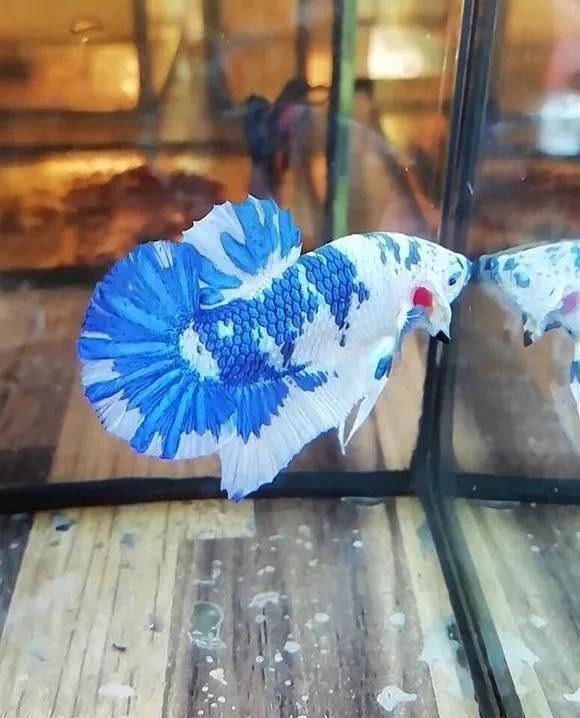 龍魚和戰(zhàn)船哪個(gè)好養(yǎng)活 龍魚和戰(zhàn)船哪個(gè)好養(yǎng)活 龍魚百科 第7張