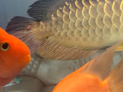 龍魚身上起白毛是什么病癥：龍魚身上出現白毛是什么病癥，龍魚身上起白毛是什么病癥