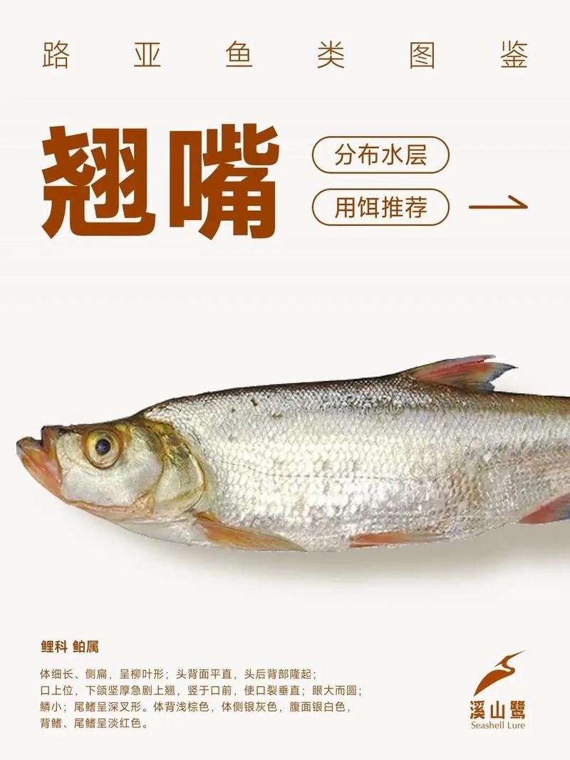 龍魚翹嘴圖片欣賞大全