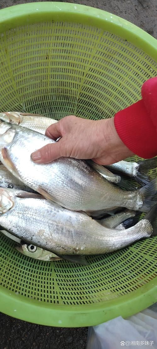 龍魚翹嘴圖片欣賞大全