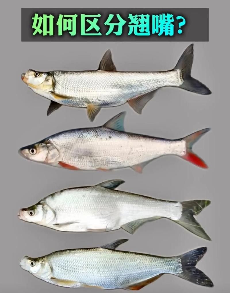 龍魚翹嘴圖片欣賞大全
