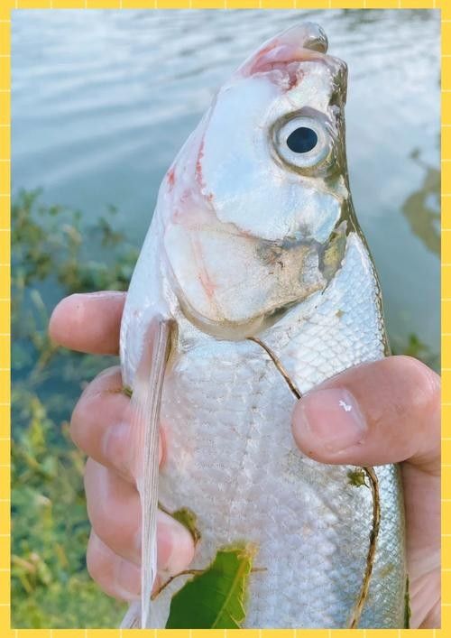 龍魚翹嘴圖片欣賞大全