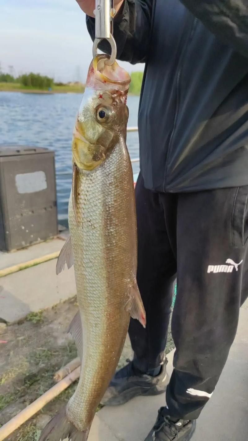 龍魚翹嘴圖片欣賞大全