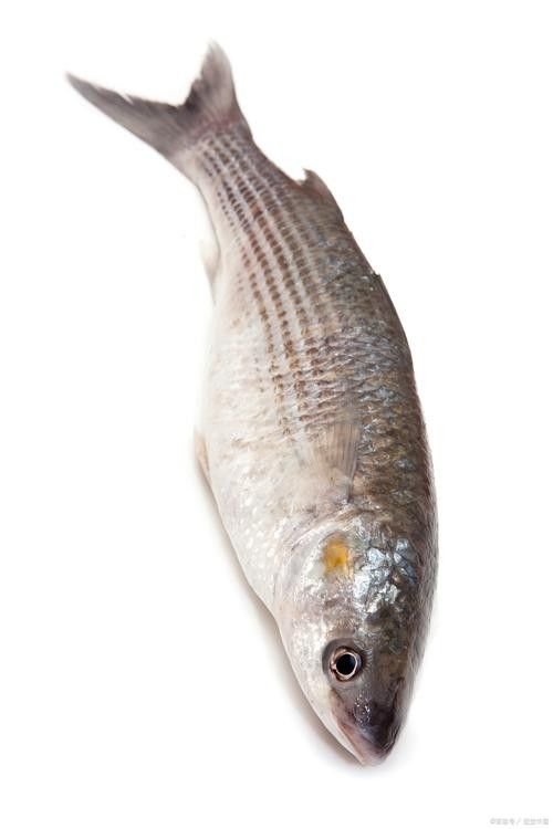 龍魚翹嘴圖片欣賞大全