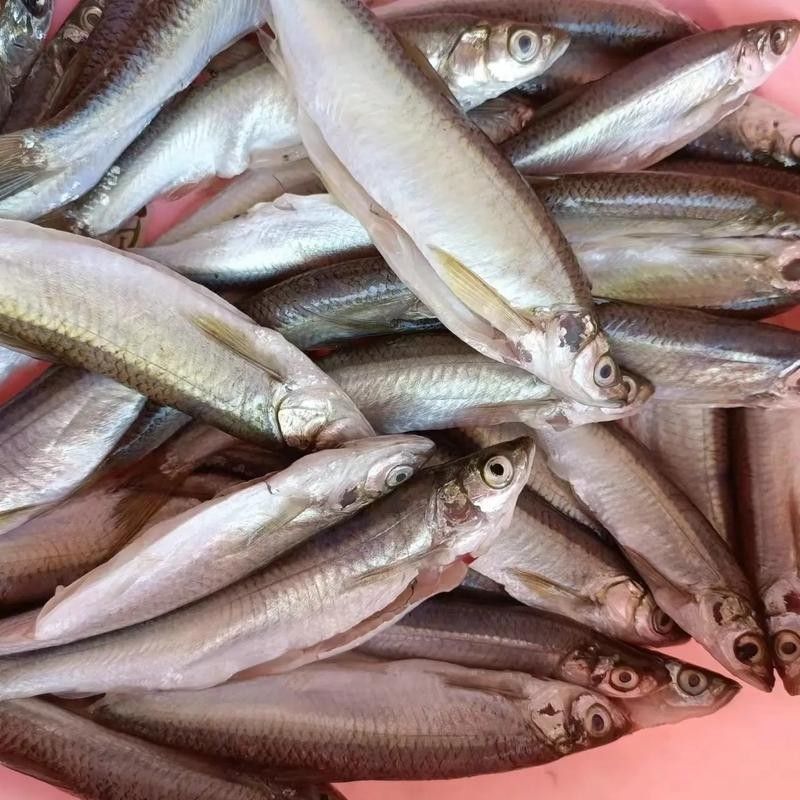 龍魚翹嘴圖片欣賞大全