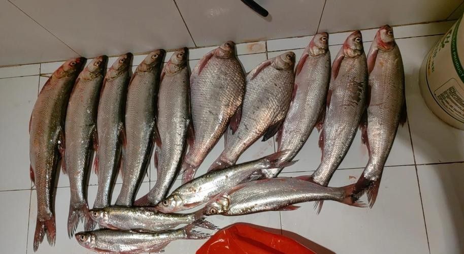 龍魚翹嘴圖片欣賞大全
