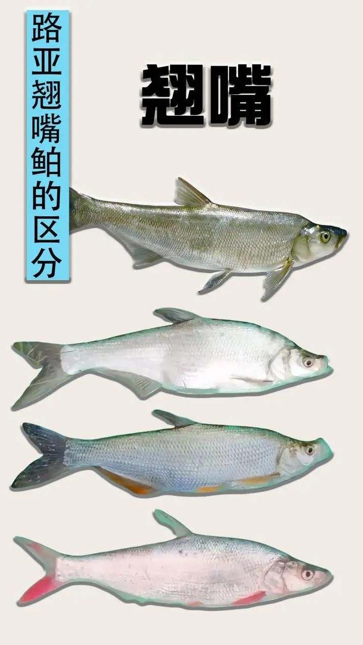龍魚翹嘴圖片欣賞大全