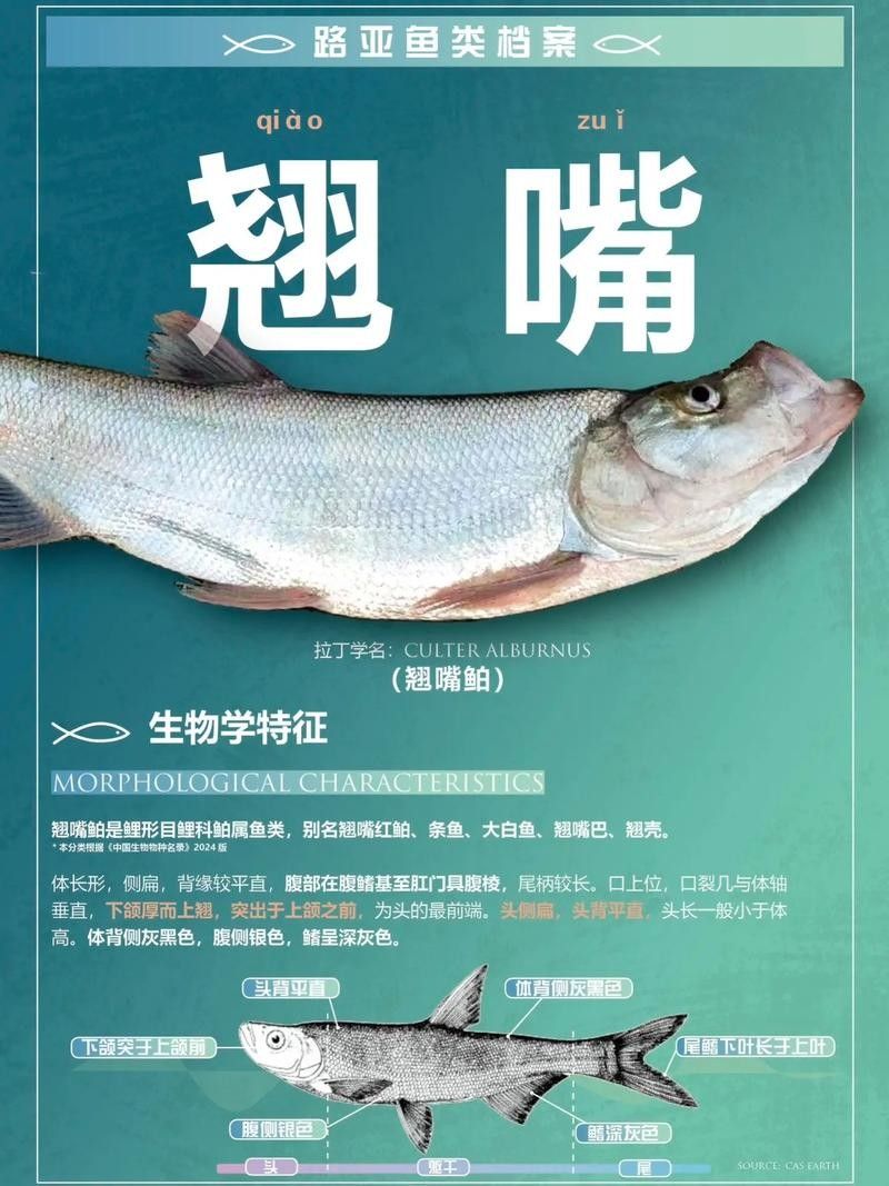 龍魚翹嘴圖片欣賞大全