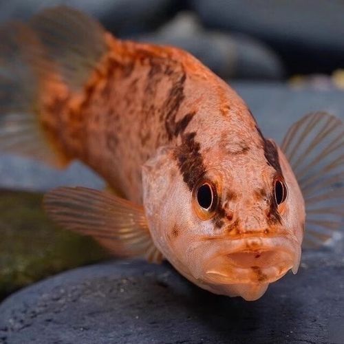 龍魚翹嘴圖片欣賞大全