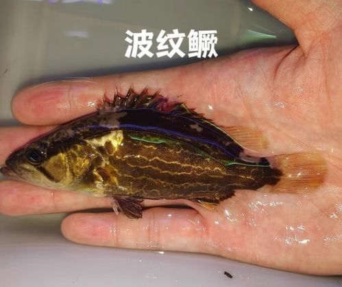 龍魚翹嘴圖片欣賞大全