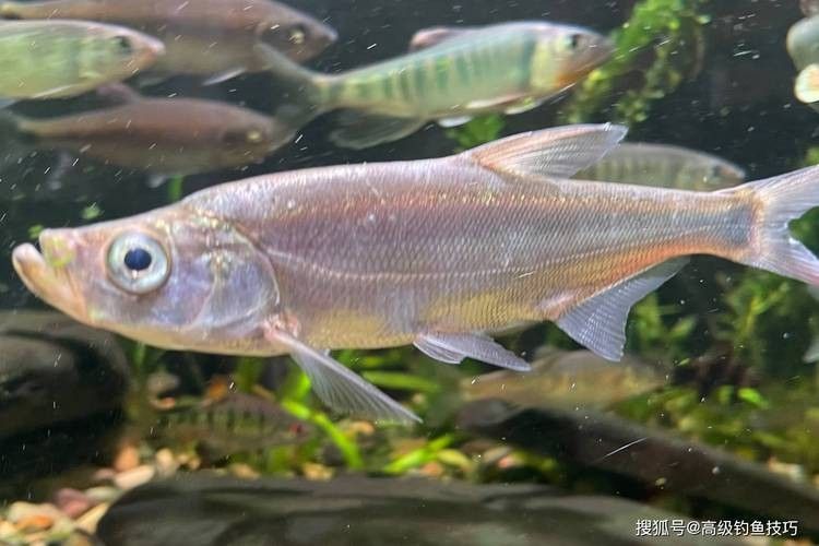 龍魚翹嘴圖片欣賞大全