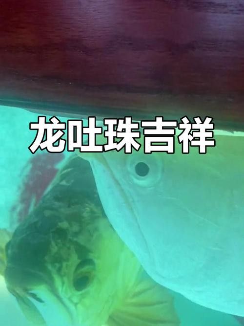 龍魚翹嘴圖片欣賞大全
